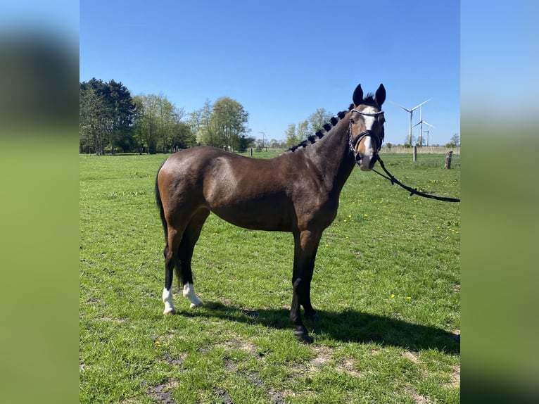 Poney de selle allemand Jument 4 Ans 146 cm Bai in Wangerland HohenkirchenWangerland