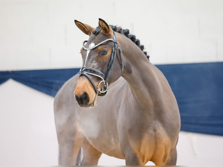 Poney de selle allemand Jument 4 Ans 146 cm Bai in Marsberg