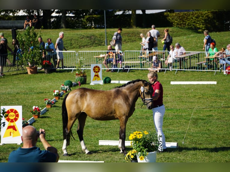 Poney de selle allemand Jument 4 Ans 146 cm Buckskin in Treuenbrietzen