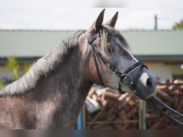 Poney de selle allemand Jument 4 Ans 146 cm Gris in Treuenbrietzen