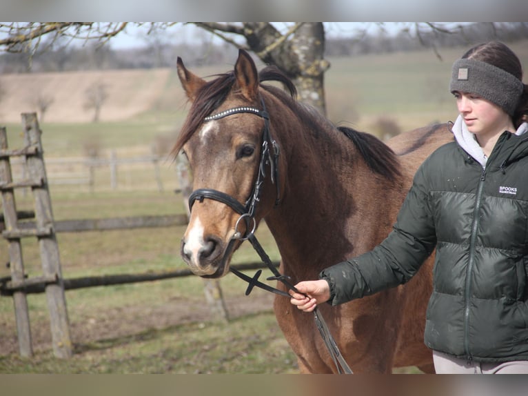 Poney de selle allemand Jument 4 Ans 146 cm Isabelle in Buchen (Odenwald)