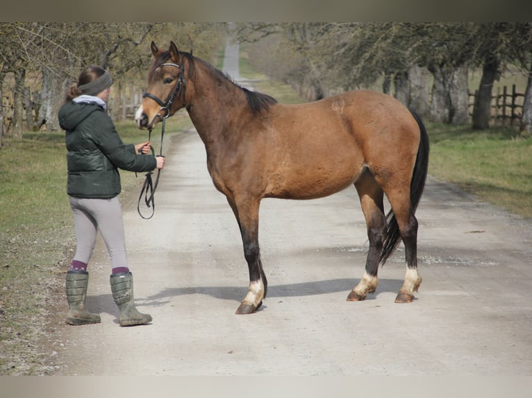 Poney de selle allemand Jument 4 Ans 146 cm Isabelle in Buchen (Odenwald)