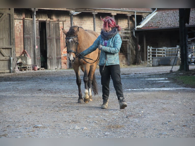 Poney de selle allemand Jument 4 Ans 146 cm Isabelle in Buchen (Odenwald)