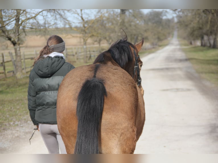 Poney de selle allemand Jument 4 Ans 146 cm Isabelle in Buchen (Odenwald)