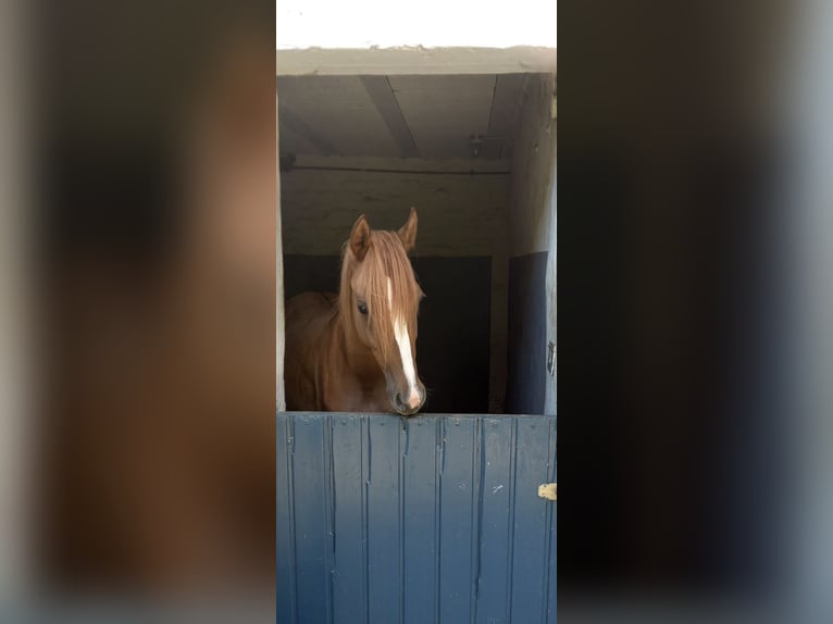 Poney de selle allemand Jument 4 Ans 146 cm Isabelle in Niederzier
