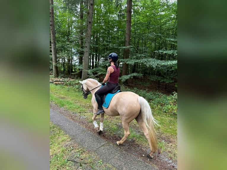 Poney de selle allemand Jument 4 Ans 146 cm Palomino in Gadebusch