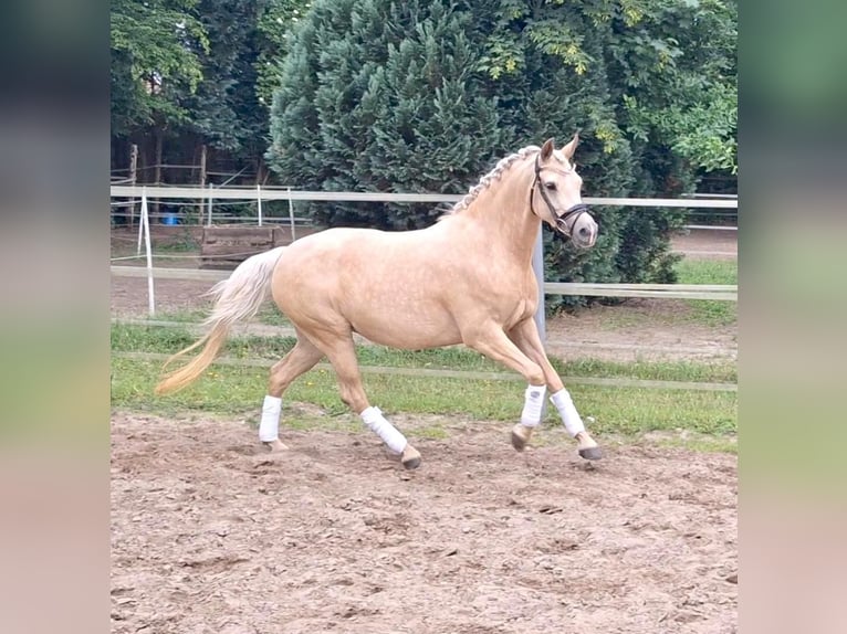 Poney de selle allemand Jument 4 Ans 146 cm Palomino in Gadebusch