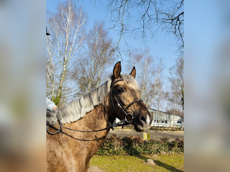 Poney de selle allemand Jument 4 Ans 146 cm Palomino in Sottrum