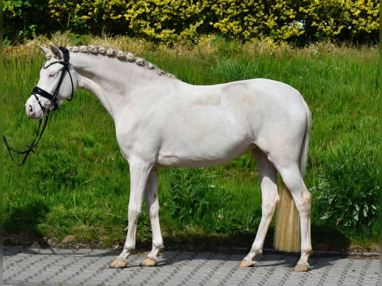 Poney de selle allemand Jument 4 Ans 146 cm Perlino in Fürstenau