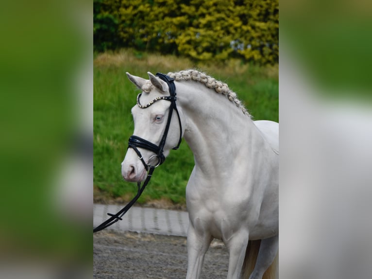 Poney de selle allemand Jument 4 Ans 146 cm Perlino in Fürstenau