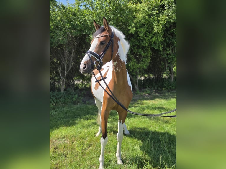 Poney de selle allemand Jument 4 Ans 146 cm Pinto in Pattensen