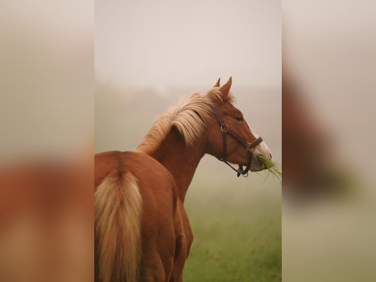 Poney de selle allemand Jument 4 Ans 147 cm Alezan in Heinsberg