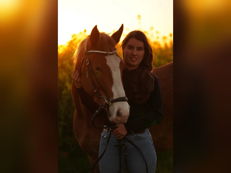 Poney de selle allemand Jument 4 Ans 147 cm Alezan in Heinsberg