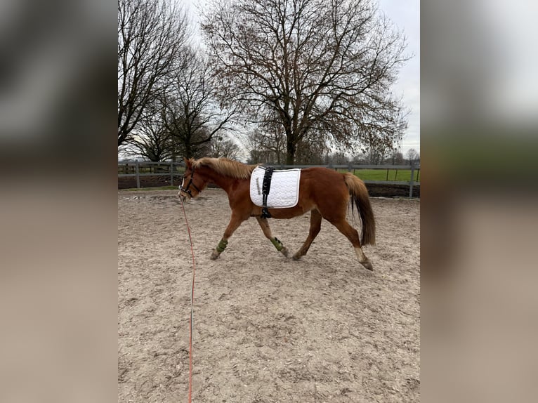Poney de selle allemand Jument 4 Ans 147 cm Alezan in Heinsberg