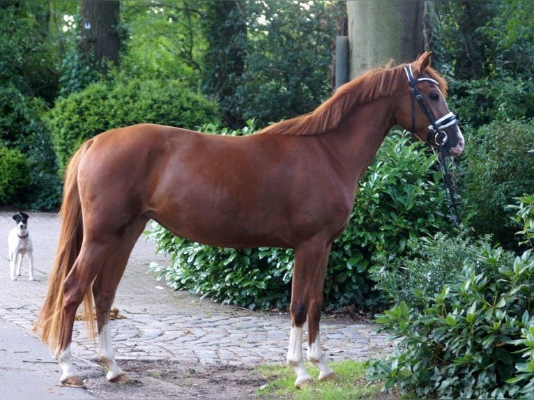 Poney de selle allemand Jument 4 Ans 147 cm Alezan in Achim