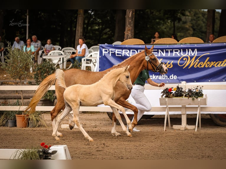 Poney de selle allemand Jument 4 Ans 147 cm Alezan in Selfkant