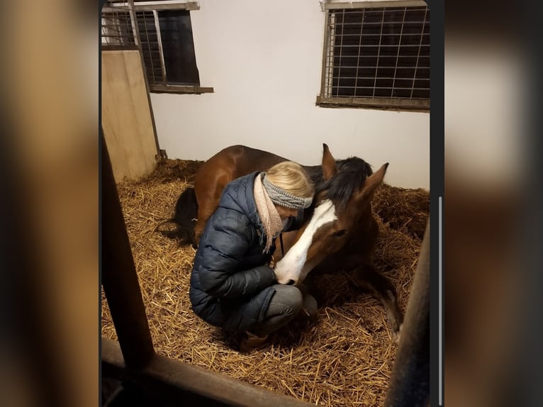 Poney de selle allemand Jument 4 Ans 147 cm Bai in Bösel