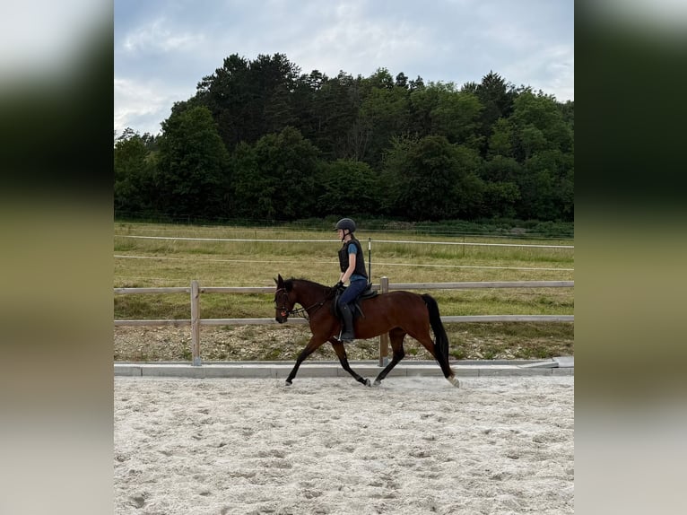 Poney de selle allemand Jument 4 Ans 147 cm Bai in Uhlstädt-Kirchhasel