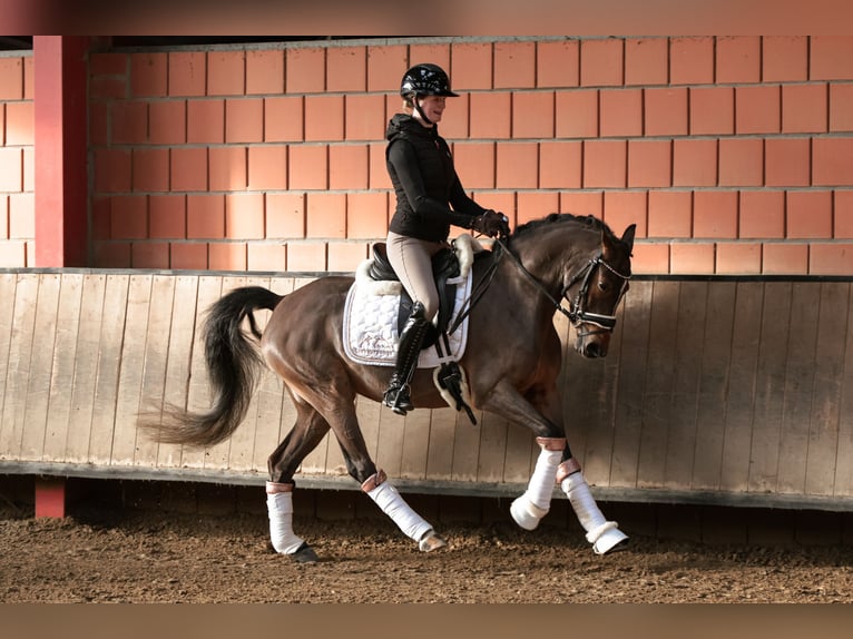 Poney de selle allemand Jument 4 Ans 147 cm Bai in Lünen