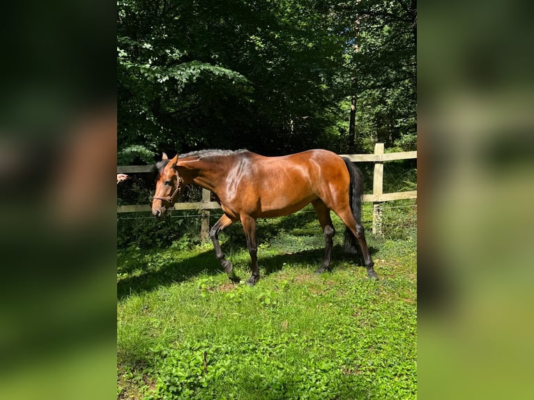 Poney de selle allemand Jument 4 Ans 147 cm Bai in Seevetal