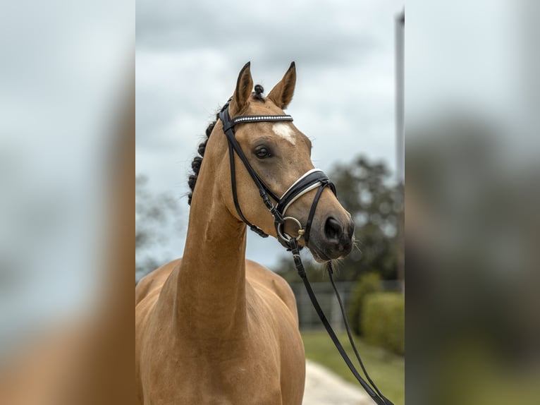 Poney de selle allemand Jument 4 Ans 147 cm Buckskin in Gomadingen