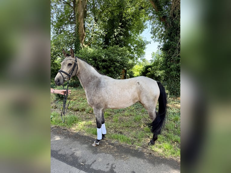 Poney de selle allemand Jument 4 Ans 147 cm Buckskin in Hückelhoven