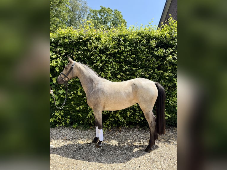 Poney de selle allemand Jument 4 Ans 147 cm Buckskin in Hückelhoven