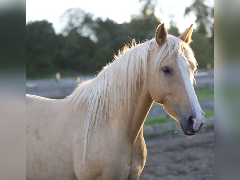 Poney de selle allemand Jument 4 Ans 147 cm in Nersingen