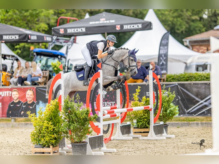 Poney de selle allemand Jument 4 Ans 147 cm Gris in Lastrup