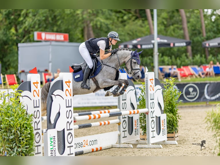 Poney de selle allemand Jument 4 Ans 147 cm Gris in Lastrup