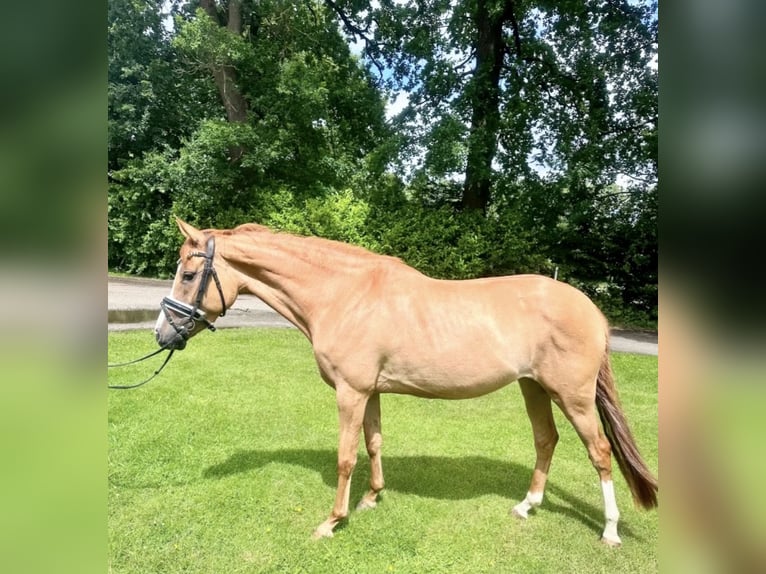 Poney de selle allemand Jument 4 Ans 147 cm Isabelle in Deinste