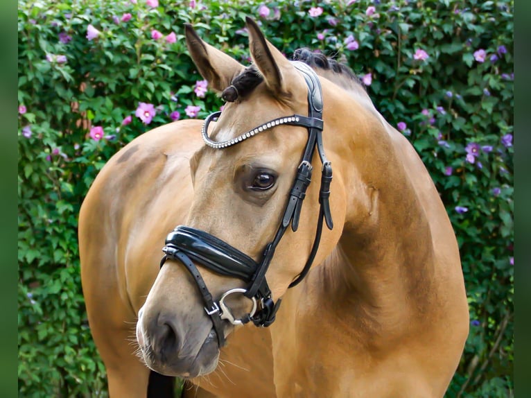 Poney de selle allemand Jument 4 Ans 147 cm Isabelle in Gütersloh