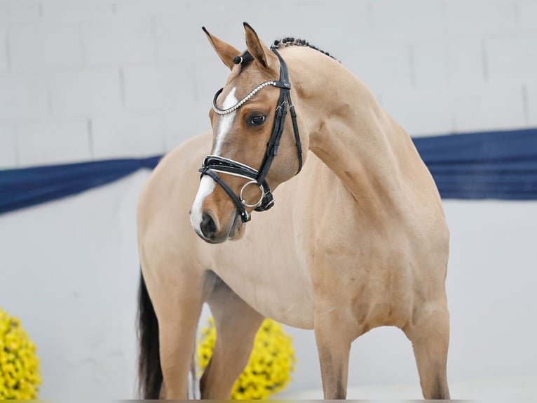 Poney de selle allemand Jument 4 Ans 147 cm Isabelle in Marsberg