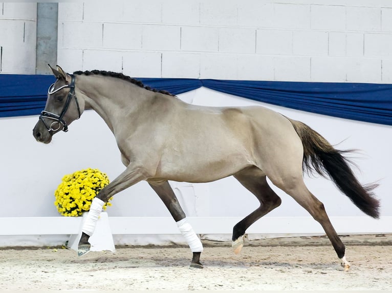 Poney de selle allemand Jument 4 Ans 147 cm Isabelle in Marsberg