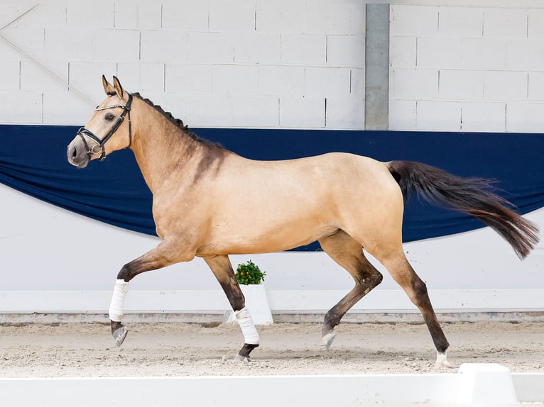 Poney de selle allemand Jument 4 Ans 147 cm Isabelle in Marsberg