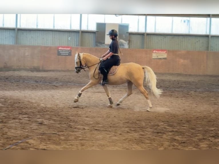 Poney de selle allemand Jument 4 Ans 147 cm Palomino in Achim