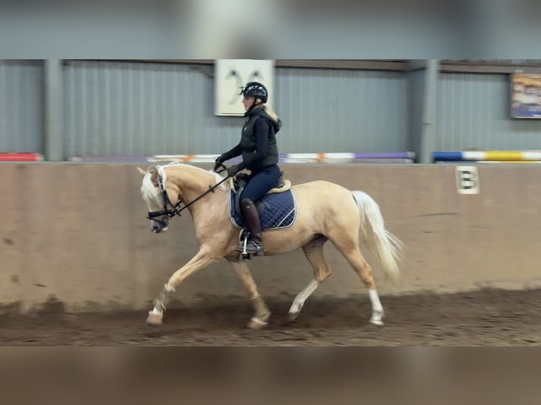 Poney de selle allemand Jument 4 Ans 147 cm Palomino in Achim