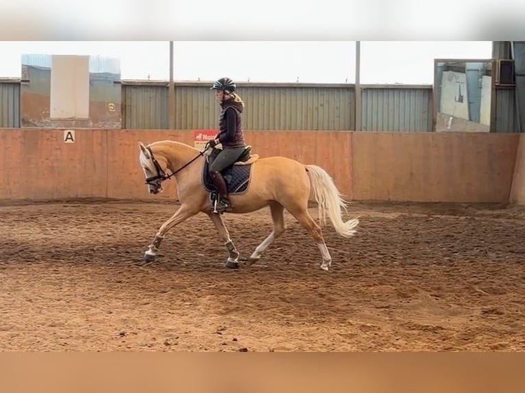 Poney de selle allemand Jument 4 Ans 147 cm Palomino in Achim