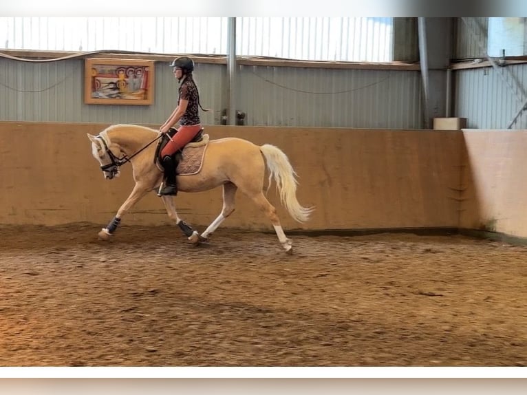 Poney de selle allemand Jument 4 Ans 147 cm Palomino in Achim