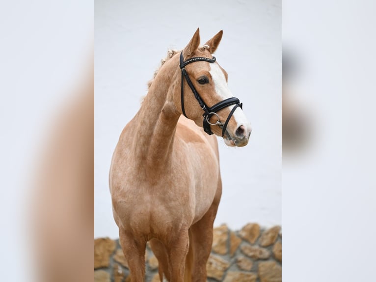 Poney de selle allemand Jument 4 Ans 147 cm Palomino in Tauberrettersheim