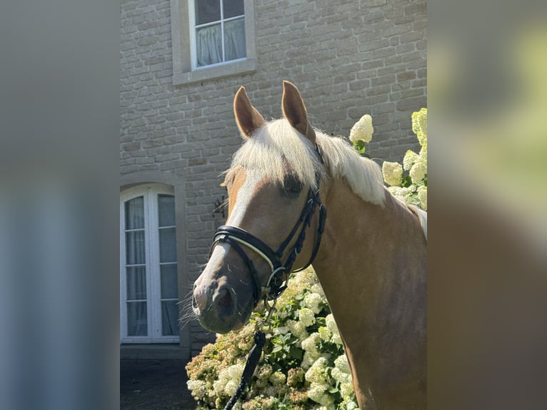 Poney de selle allemand Jument 4 Ans 147 cm Palomino in Düsseldorf