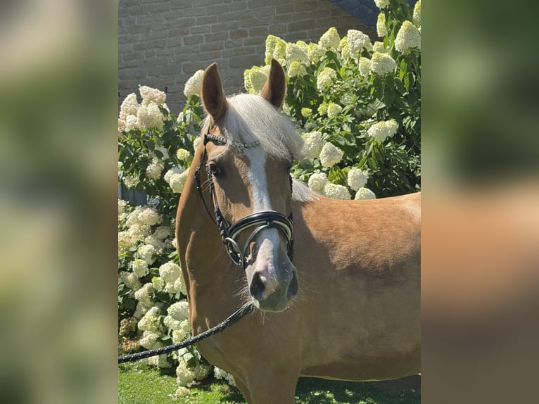 Poney de selle allemand Jument 4 Ans 147 cm Palomino in Düsseldorf