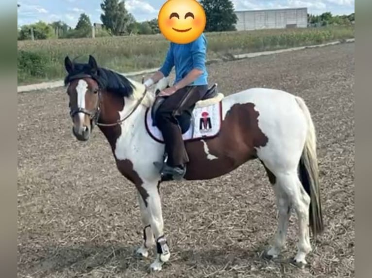 Poney de selle allemand Jument 4 Ans 147 cm Pinto in Gartz/O.