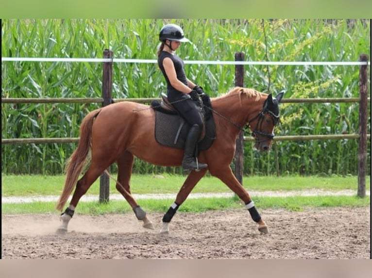 Poney de selle allemand Jument 4 Ans 148 cm Alezan in Rees