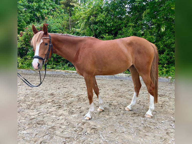 Poney de selle allemand Jument 4 Ans 148 cm Alezan in Ludwigsburg