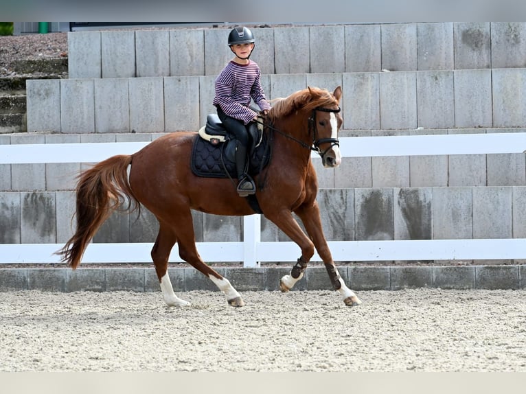 Poney de selle allemand Jument 4 Ans 148 cm Alezan in Schopfheim