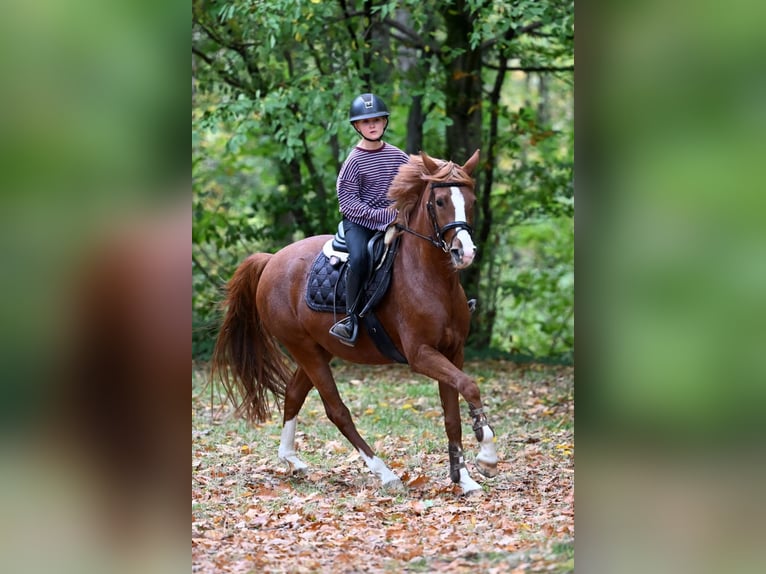 Poney de selle allemand Jument 4 Ans 148 cm Alezan in Schopfheim
