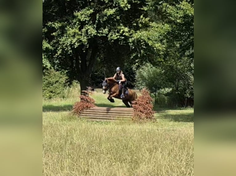 Poney de selle allemand Jument 4 Ans 148 cm Alezan in Dinslaken