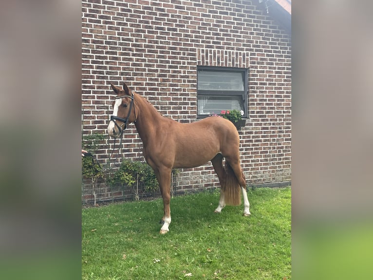 Poney de selle allemand Jument 4 Ans 148 cm Alezan in Voerde