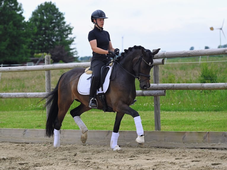 Poney de selle allemand Jument 4 Ans 148 cm Bai brun in Jever